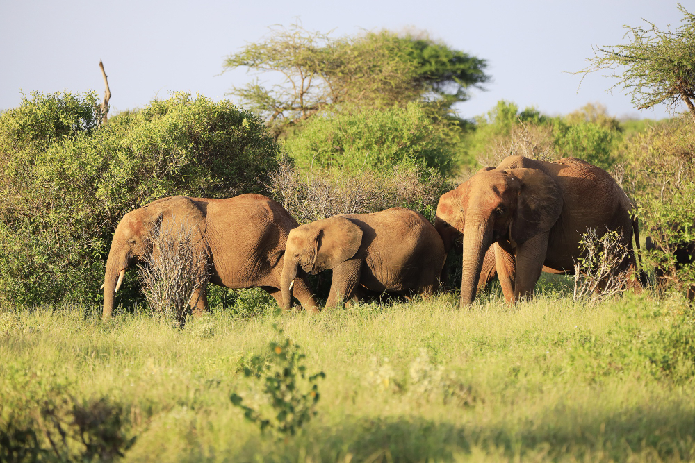 Kenya: Luxury Masai Mara Wildlife Safari & Swahili Coast